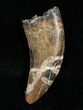 Large Inch Raptor Tooth - Montana #5673-1